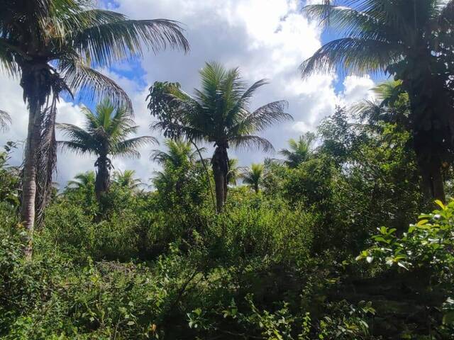 #F98 - Fazenda para Venda em Santa Cruz Cabrália - BA - 3