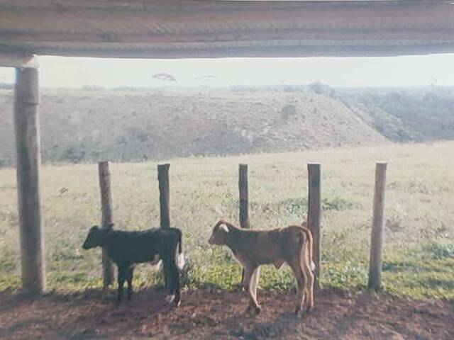 #F99 - Fazenda para Venda em Santa Cruz Cabrália - BA - 3