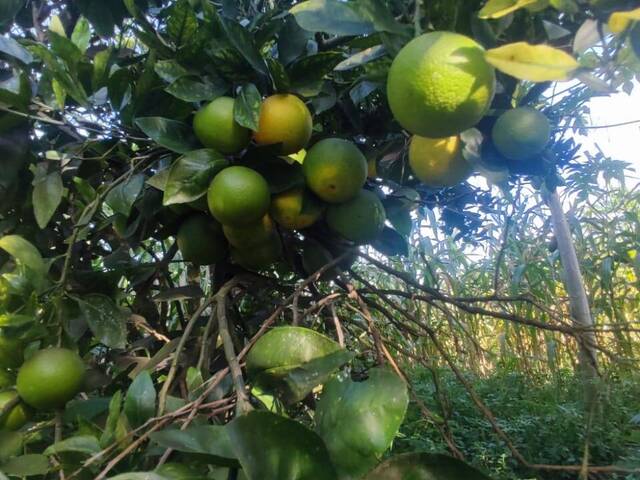 #S101 - Sítio para Venda em Eunápolis - BA - 2