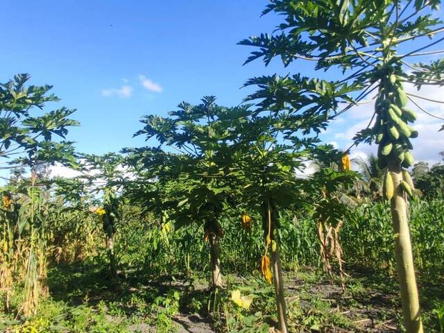 Sítio para Venda em Eunápolis - 4