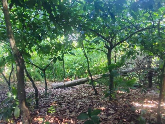 #S101 - Sítio para Venda em Eunápolis - BA - 3