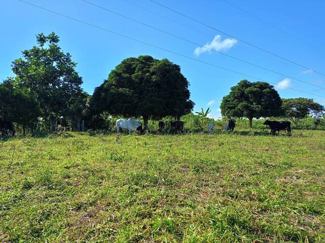 #F100 - Fazenda para Venda em Eunápolis - BA - 1